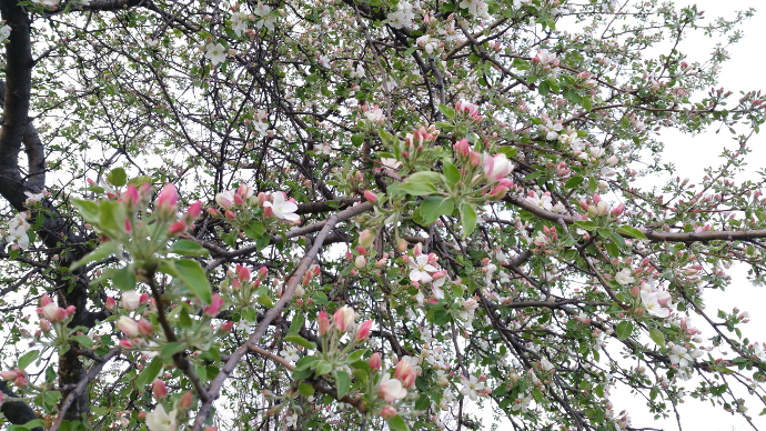Apple Blossoms